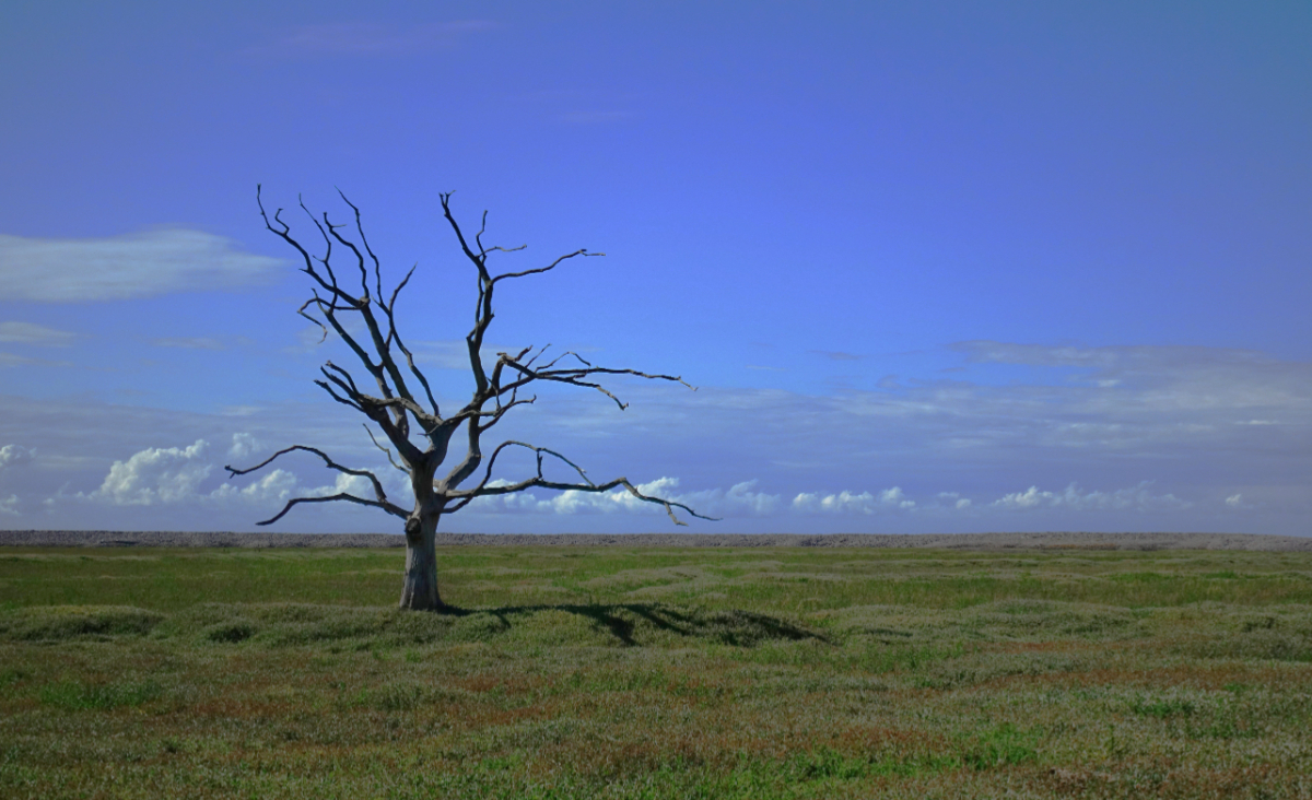How To Tell if a Tree Is Diseased How To Tell if a Tree Is Diseased